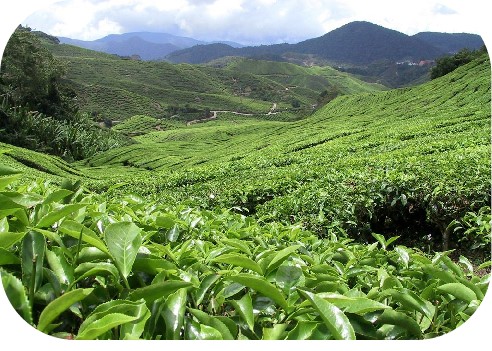 特别推出天然超微绿茶粉系列产品